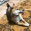 笑顔の可愛い柴ちゃん