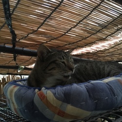 「くまの家出 ∑(ﾟДﾟ)」サムネイル3