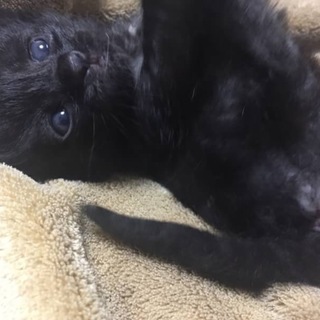 可愛い子猫兄弟