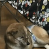 の写真