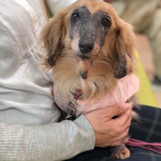 皮膚病になり外飼いにされたいとちゃん。