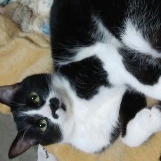 甘えん坊の白黒猫ちゃん