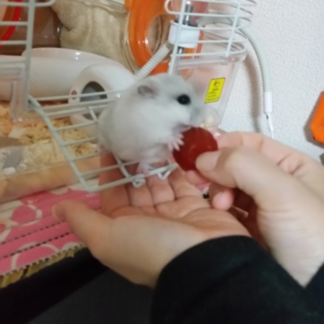 ひのこ〜のカバー写真