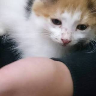 子猫の里親さん募集中！