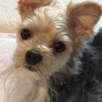 いぶき