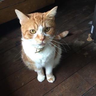 2008年生まれハッチャン