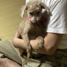 父ちゃん！