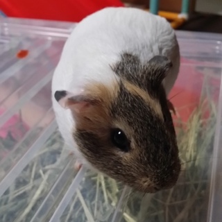 里親様が決まりました。ありがとうございました