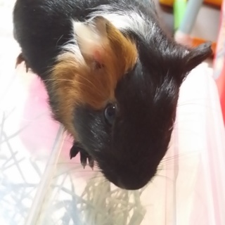 里親様が決まりました。ありがとうございました