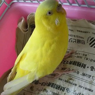 元気なセキセイインコの里親様 募集してます。