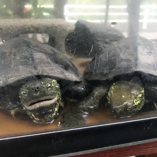 元気なクサガメ2匹、18歳、甲羅20cm