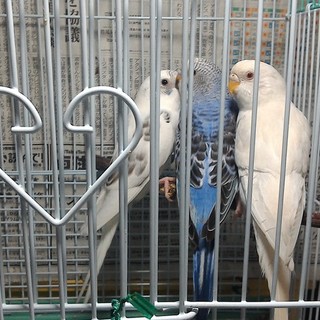 ありがとうございました