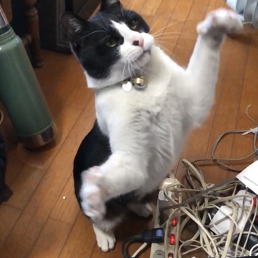 じゃれるにゃー