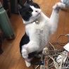 じゃれるにゃー