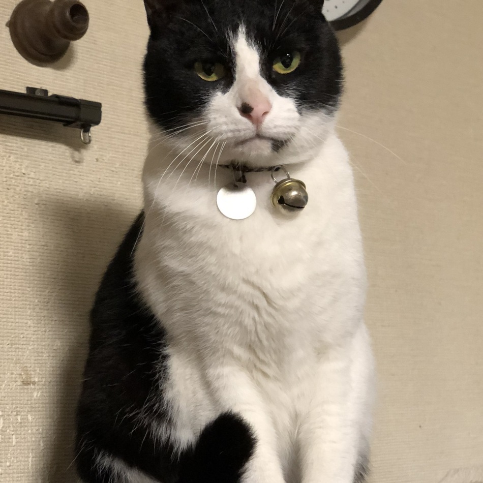 岩本にゃーのカバー写真
