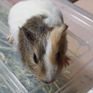 里親様が決まりました。ありがとうございました