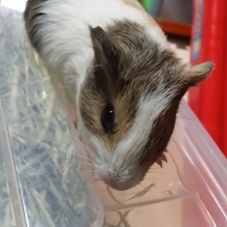 里親様が決まりました。ありがとうございました