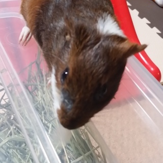 里親様が決まりました。ありがとうございました