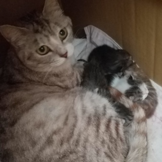 お茶目な仔猫の家族に！