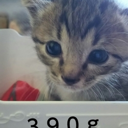 かい君成長日記