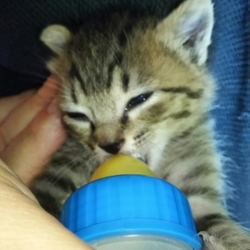 「かい君成長日記」サムネイル2