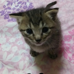 「かい君成長日記」サムネイル3