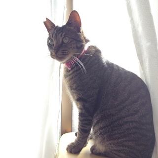 里親さま決定❣️