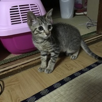 ムギ