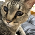 人懐っこい甘えん坊にゃんこ