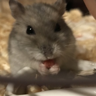 ジャンガリアン オス 里親募集！