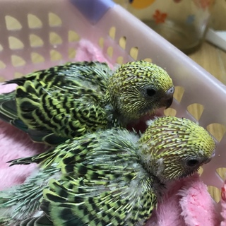 【交渉中一時募集停止】セキセイ雛2羽、里親様募集