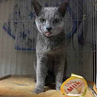 ロシアンブルーの　いちこちゃん