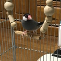 文鳥 荒鳥 里親募集