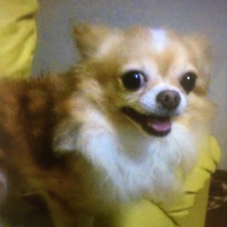 老犬ですが愛嬌たっぷり！