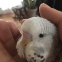 ジャンボセキセイインコの女の子　交換