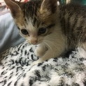 生後1カ月ぐらいの男の子です