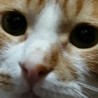 わんぱっぱ