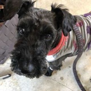 トライアル予定　ベルン君推定9歳