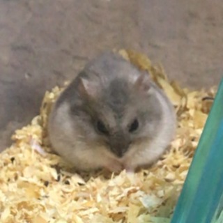 【現在問合せ者にて一旦中止3/27 15:30】