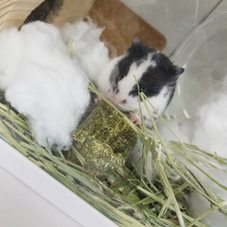 至急里親様募集