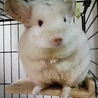 ざと