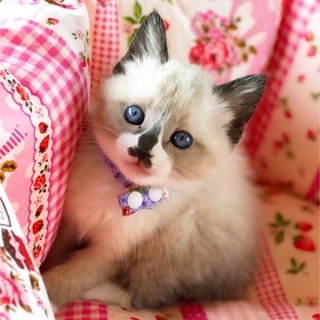 シャム系美猫【野々見】