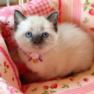 シャム系美猫【お千】