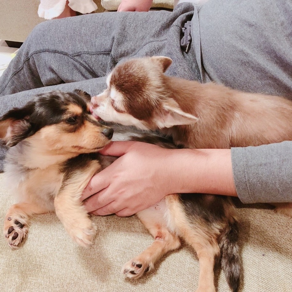 レアのカバー写真