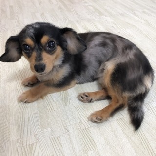 レア　ダックスフンド　宜しくお願い致します。