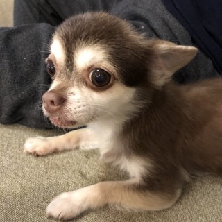 ピノ　チワワ　宜しくお願い致します。