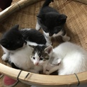 雑種4匹の子猫です。