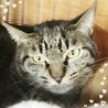 かっこいいキジ猫ちゃん♪元くん サムネイル2