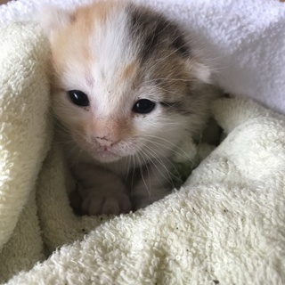 生後すぐの三毛ネコです。