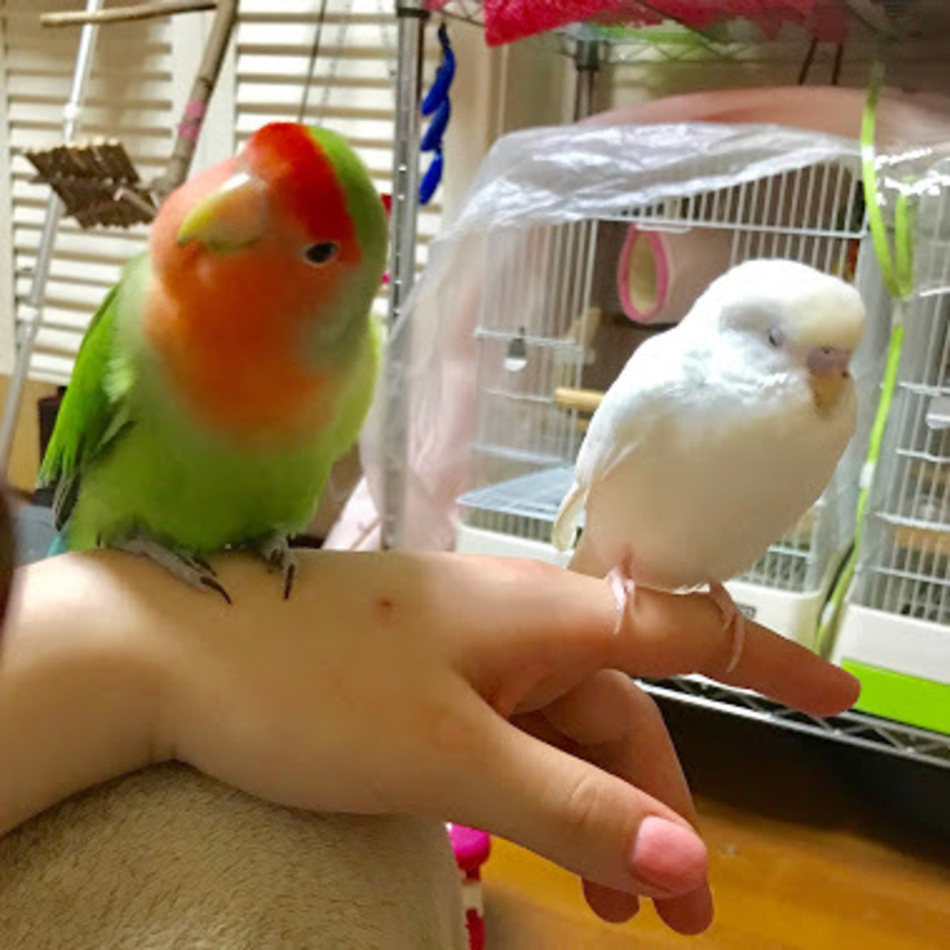 キウイのカバー写真